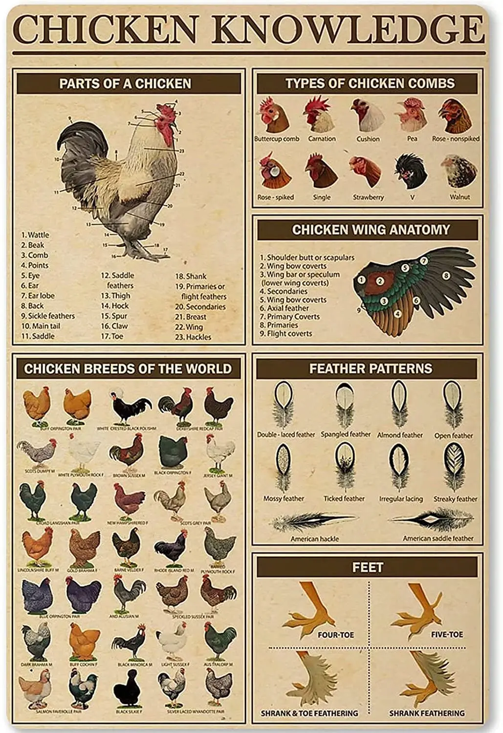 

Знания о курице, металлический жестяной знак, декор для цыплят, пород мира, Инфографика, Ретро плакат, налет для клуба, кафе, бара