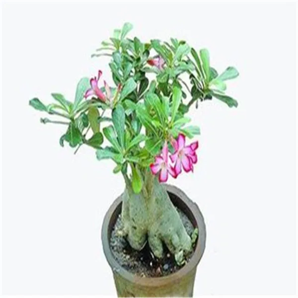 1 шт. Adenium Obesum цветок накладные цветы бонсай растения Цветочный горшок имитация