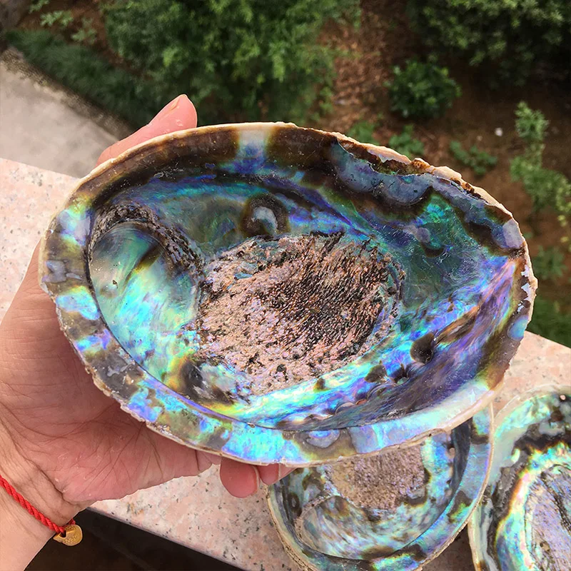 13-18 см натуральный Abalone Shell неполированный мыльница раковины творческие ювелирные изделия получает мыльница шалфей горшок для оформления дома подарок