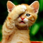 5D DIY алмазная живопись полный круглые бусины с вышивкой 