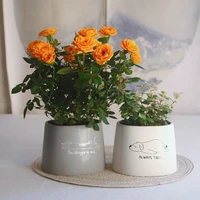 cute dog pattern irregular small potted flowerpot succulent basin pot indoor creative flowerpot nordic style simple