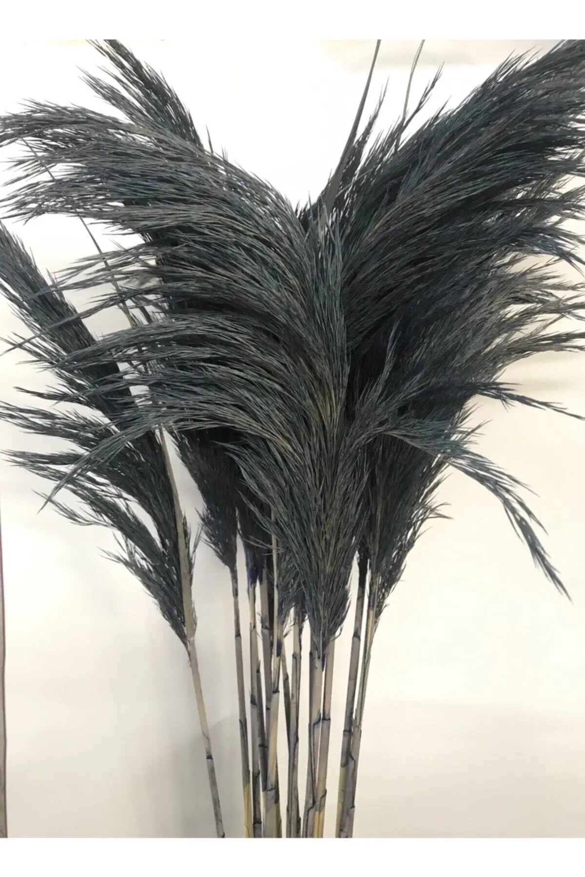

Dried Shocked Pampas Anthracite Izcahome with 10