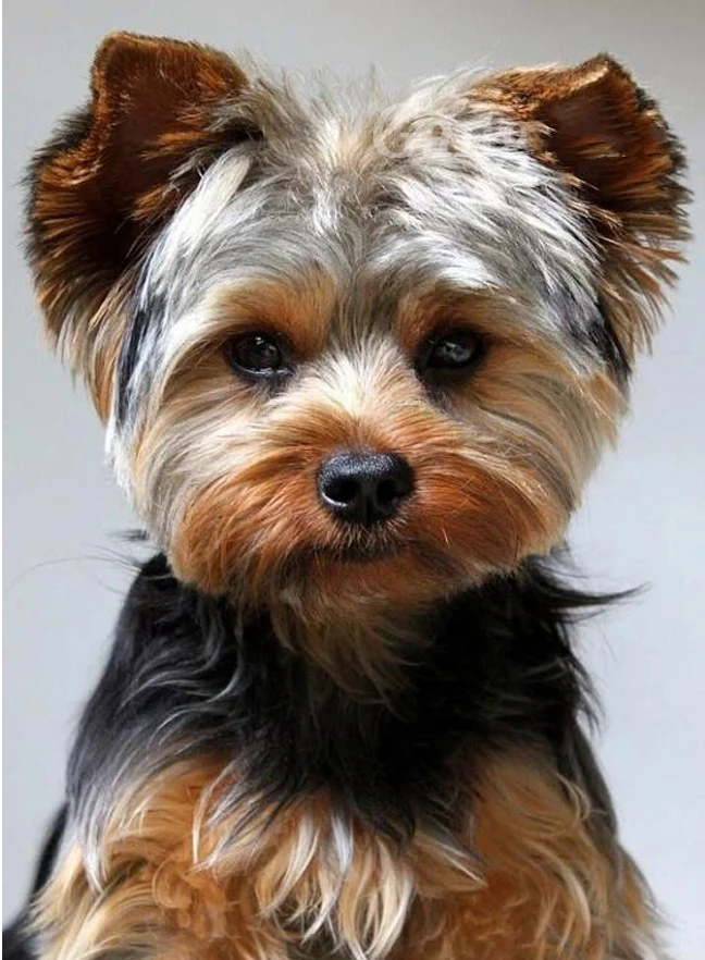 

JMINE Div 5D Teddy Dog Full Diamond Painting cross stitch kits art High Quality Animal 3D paint by diamonds