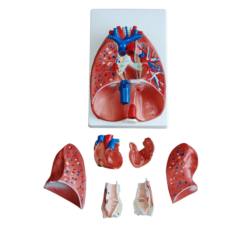 Анатомия гортани сердца и легких модель|lungs model|model lungsheart model |