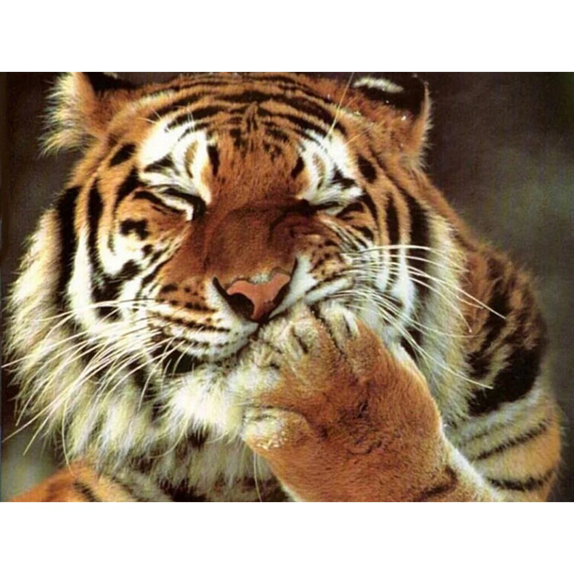 

Full Drill Square Round 5d Diamond Painting Cute Tiger Picture Diamond Embroidery Craft Painting Mosaic Gift