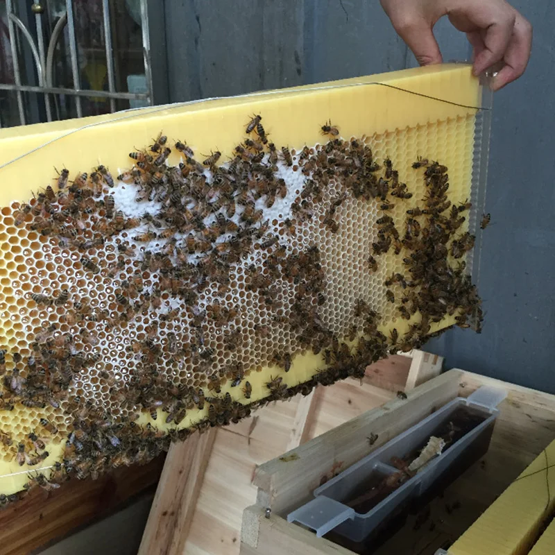 Automatic Honey Collection Nest Frame Beekeeper Beehive Food-Grade Plastic Honeycomb Block Bee Spleen Box Beekeeping Tools Witho | Дом и сад