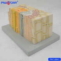 open collateral conducting bundle of a dicotyle stem model biological anatomical model plant educational equipment school used