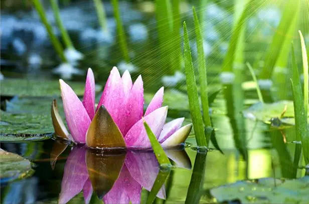 

Lotus Pond oil paint paintings by number flower acrylic paint paints by numbers art supplies wall decoration