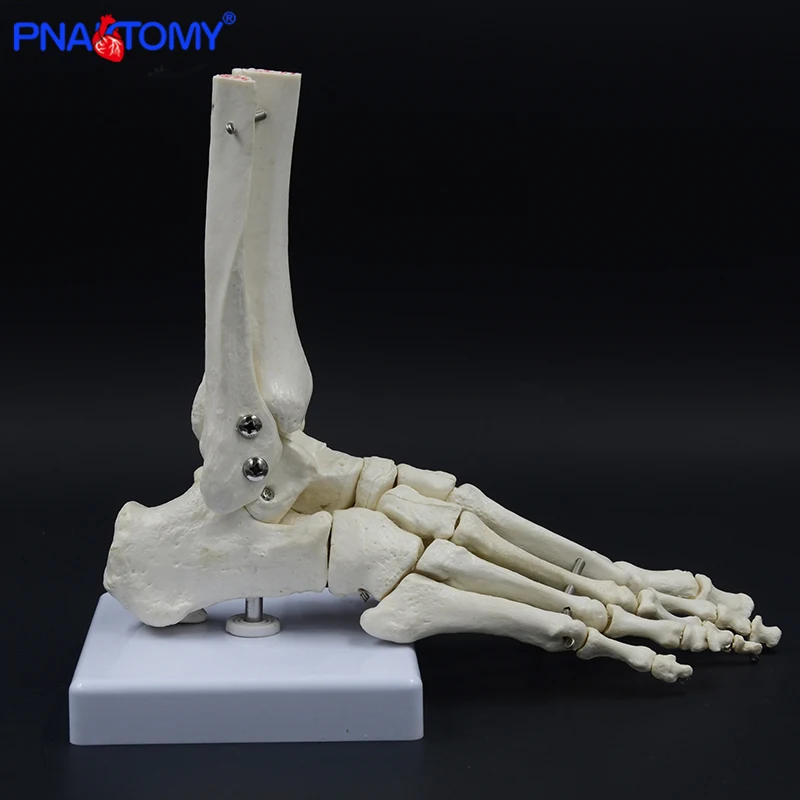 ossos de anatomia do pé humano pé