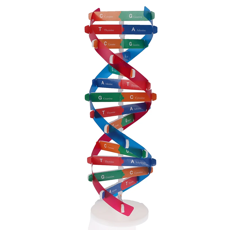 

Человеческие гены, модели ДНК, научные игрушки с двойной завиткой, обучающая развивающая игрушка