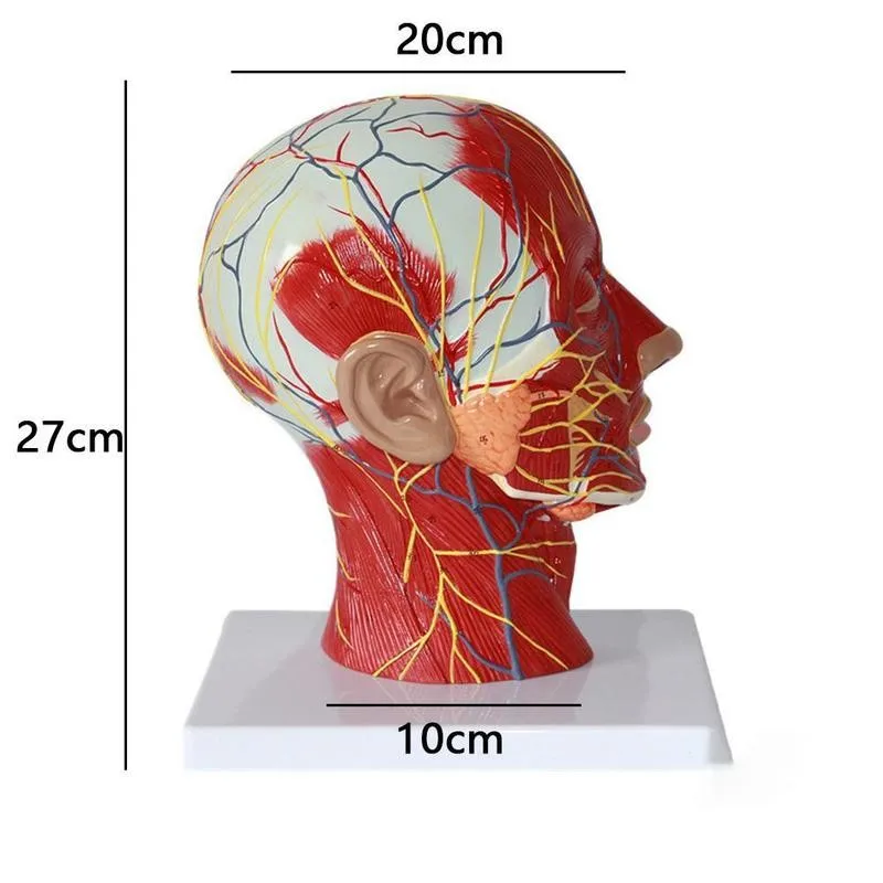 

Human Body Teaching Model School Aid Tool Nerve Surgery Skull Head Medical Anatomy With Muscle Neurovascular 27x20x10cm