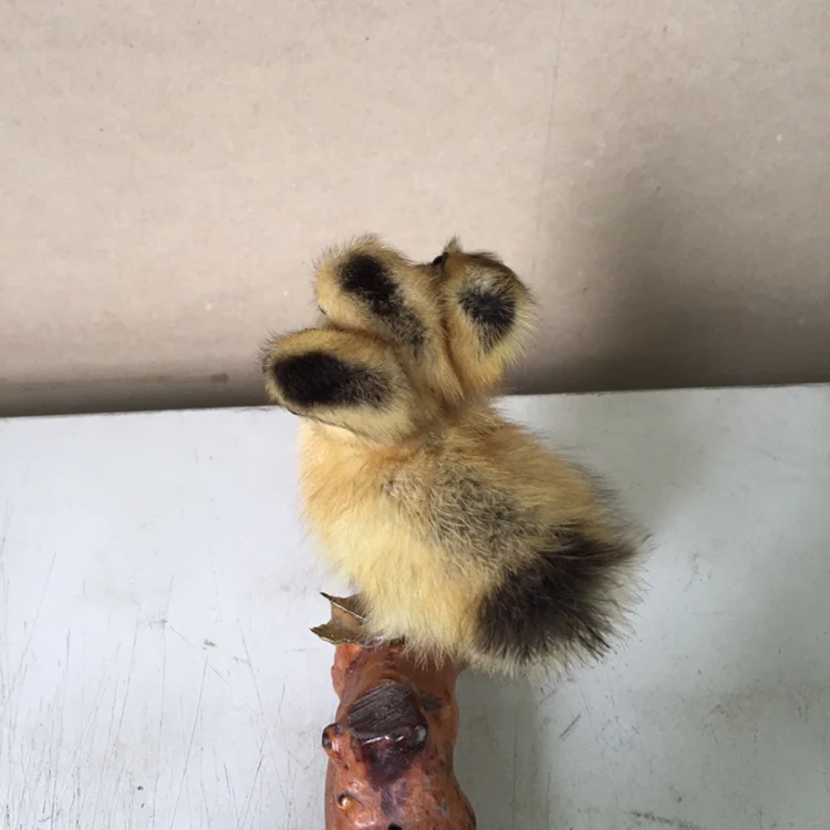 

TAXIDERMY FREAK 3HEAD DUCKLING DUCK,Stuff Bird toy ,#a9