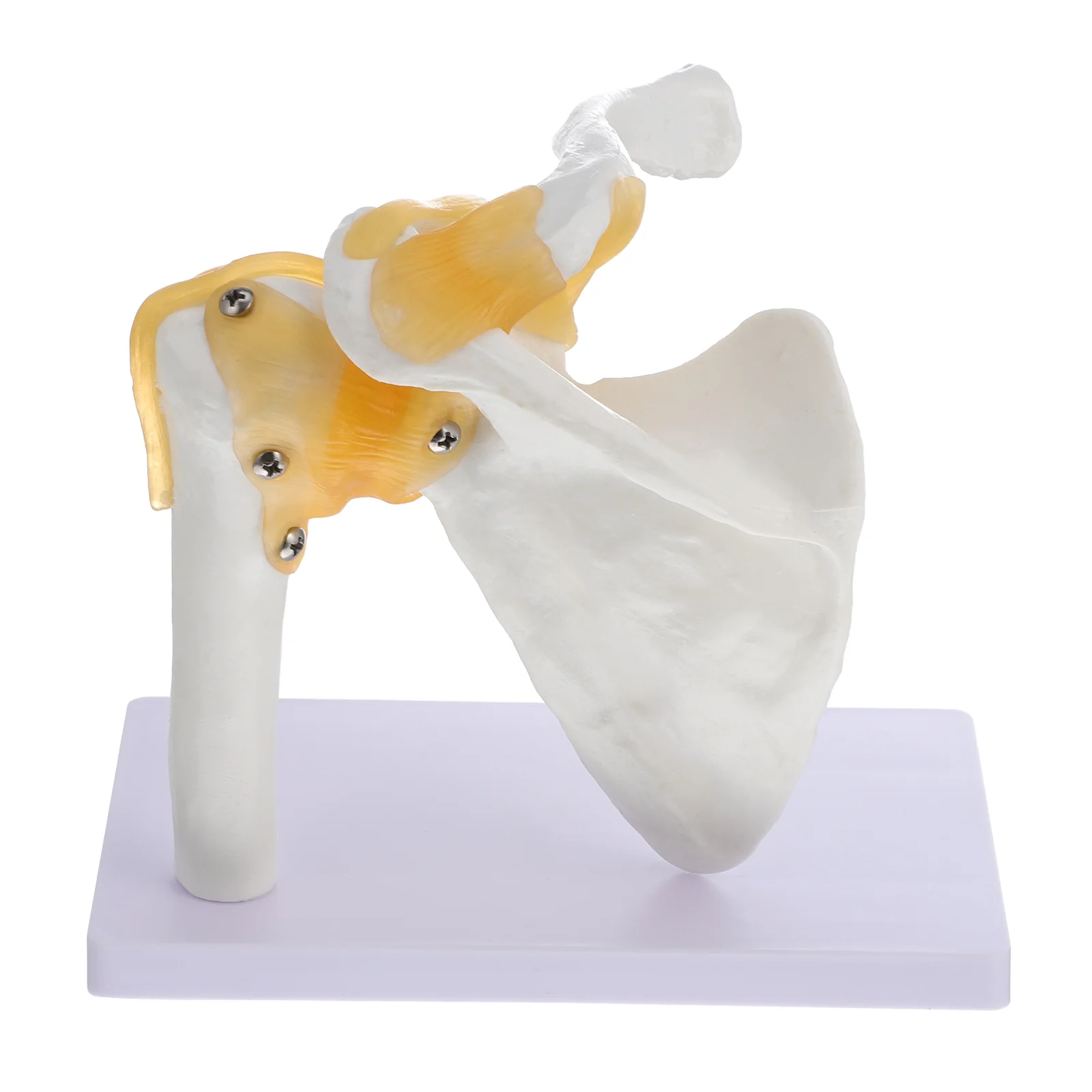 

1Pc Human Skeleton Teaching Model Useful Scapula Model Shoulder Joint Model
