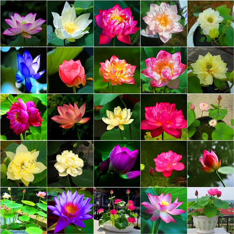 Hot Sale!5pcs Bowl Lotus plantas Hydroponic Plants Aquatic Plants Flower Pot lotus Water Lily flores Bonsai Home Garden, Garden