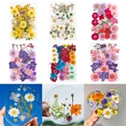 Мелкие настоящие сухие цветы для изготовления подвесок из эпоксидной смолы, 34 вида, для изготовления подвесок сделай сам, ювелирных изделий