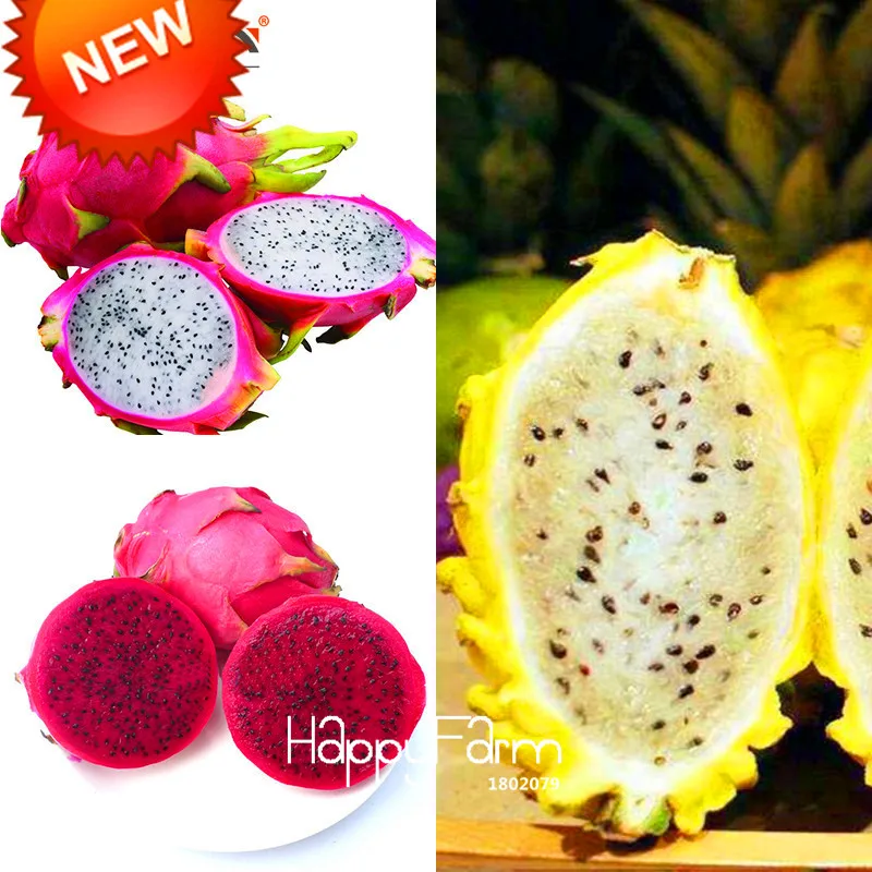 New!Sweet Pitaya Bonsai Tree Plants Dragon Fruit garden Pitaya flores Non-gmo Hylocereus Fruit, 100 plantas/Pack,#EV242E