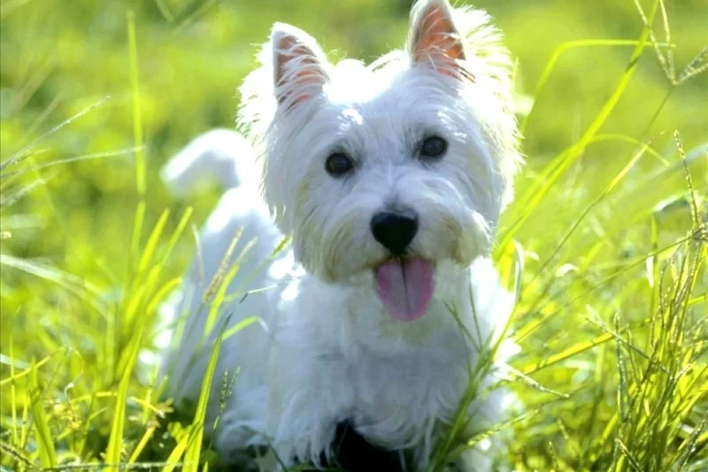 Fei Ye Paws, женское ожерелье, Westie, подвески, Boho, медные, металлические, собачьи подвески, ожерелье s, длинная цепочка из нержавеющей стали, ожерелье для девочек