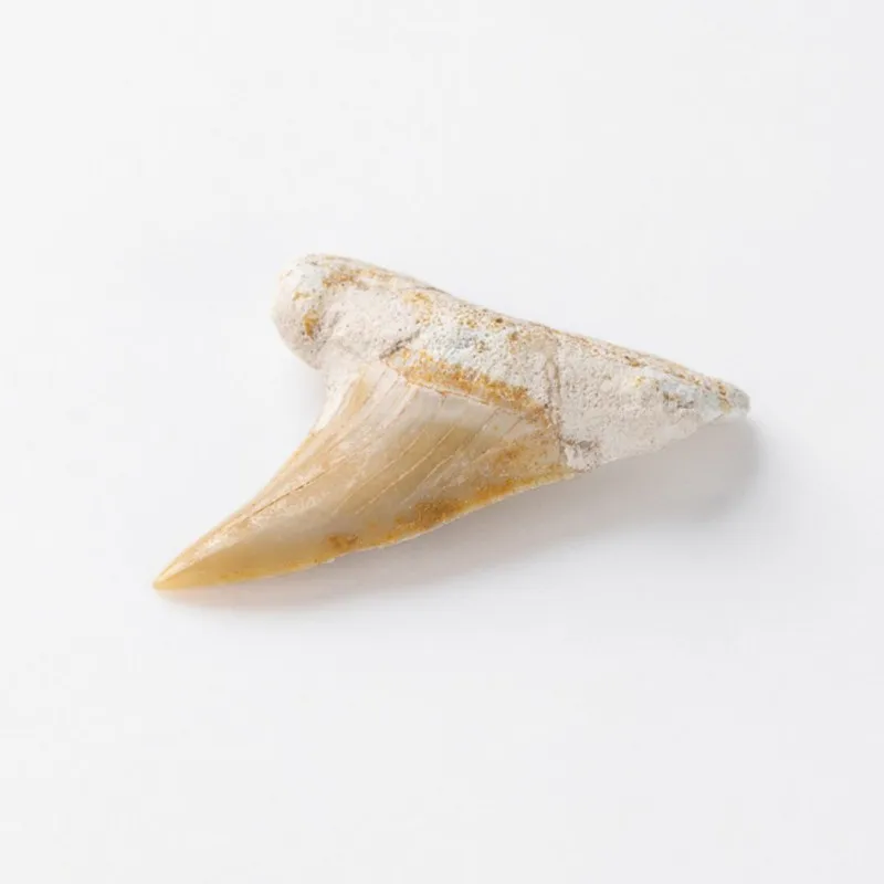 Природный камень Megalodon ископаемый зуб украшение природная морская биология