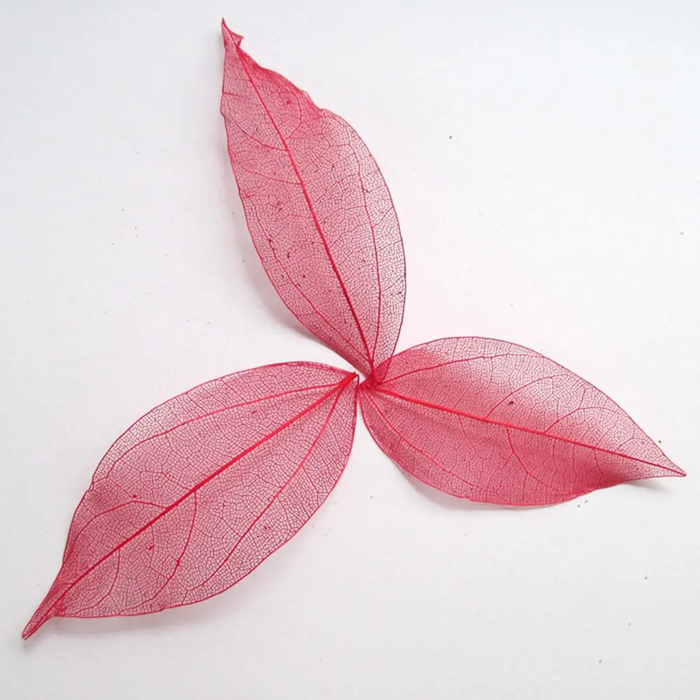 100 шт. белого цвета по желанию натуральный каркас листьев для самостоятельного