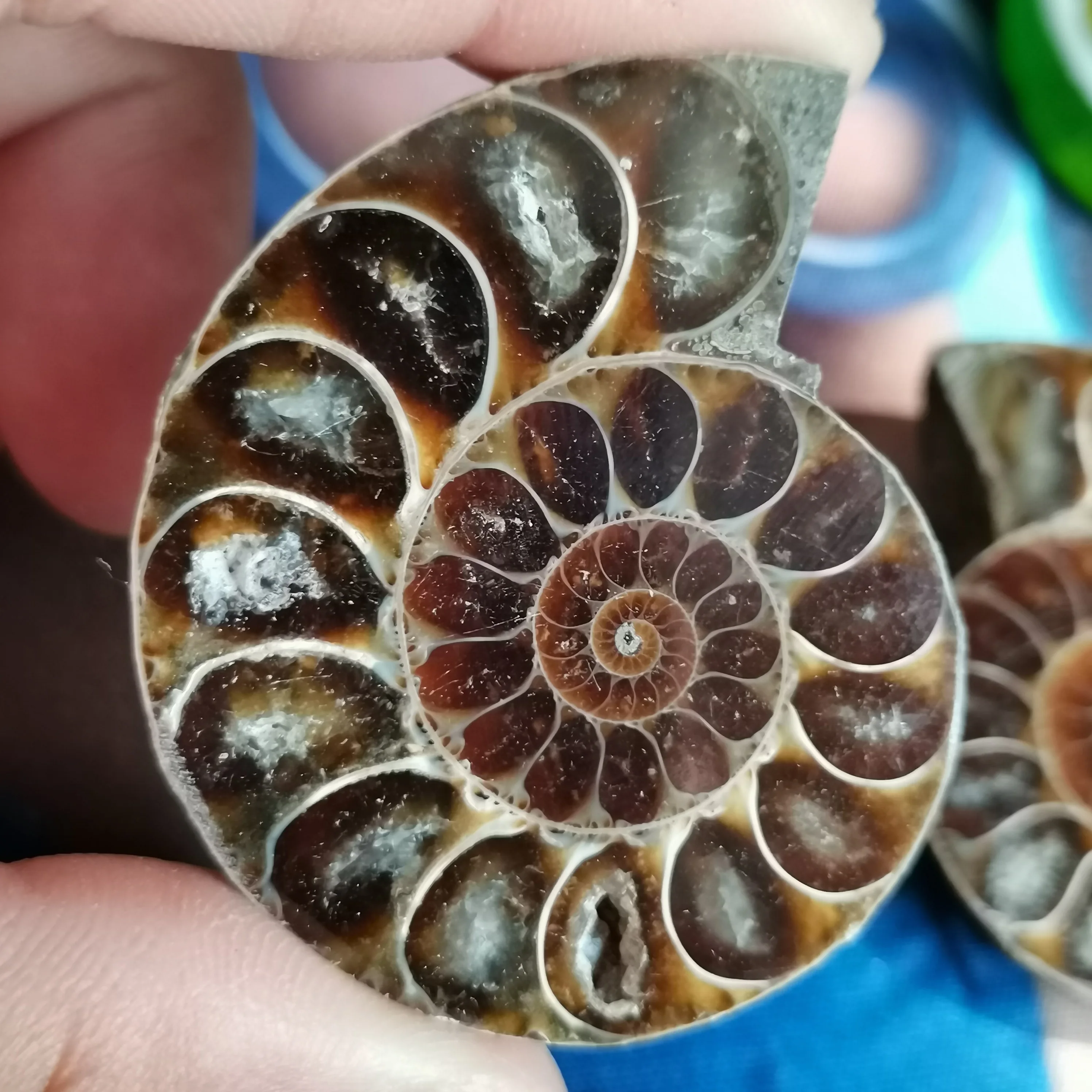 

2pcs Beautiful natural mineral slices of conch, home decor needs healing