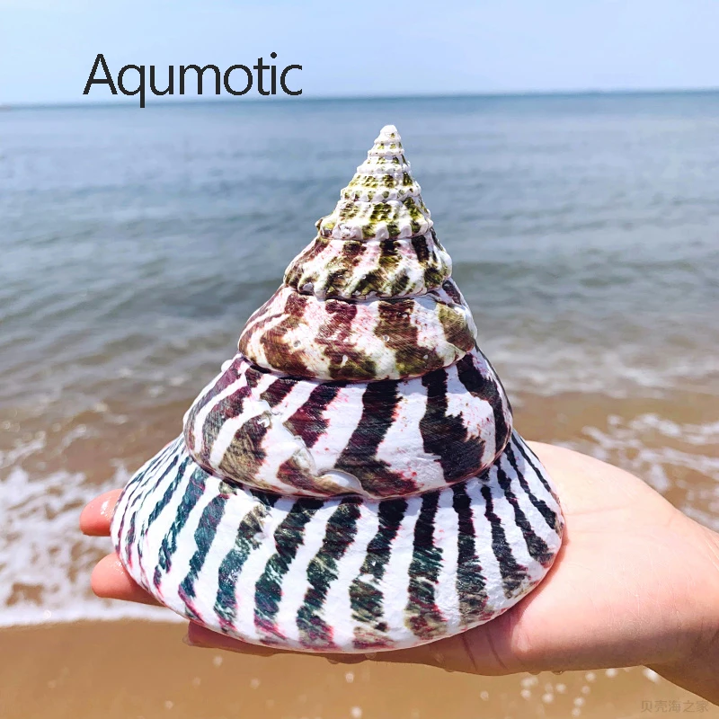 Ракушки Aqumotic Snail Turritella Редкие образцы Большие 1 шт. около 12 см большая НАТУРАЛЬНАЯ