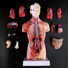 Медицинский реквизит модель человеческого тела анатомия, анатомический медицинский внутренние органы для обучения