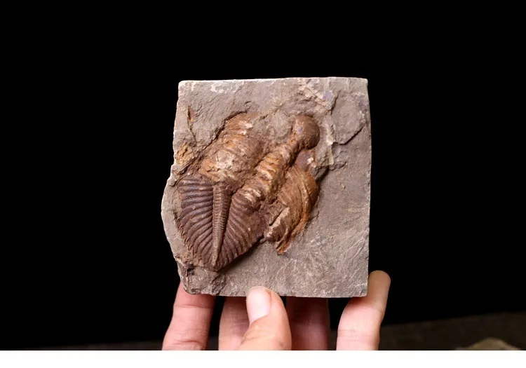 Редкий трилобит метакрифей giganteus Devonian из Боливии трилобиты DinoCrown Insect учебный образец коллекции