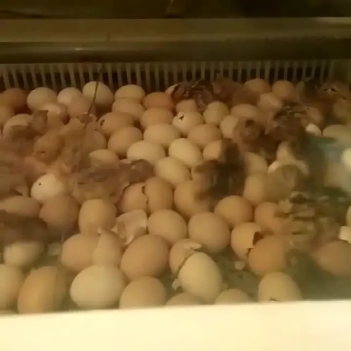 

Premium Quality automatic 1056 egg incubator with low price