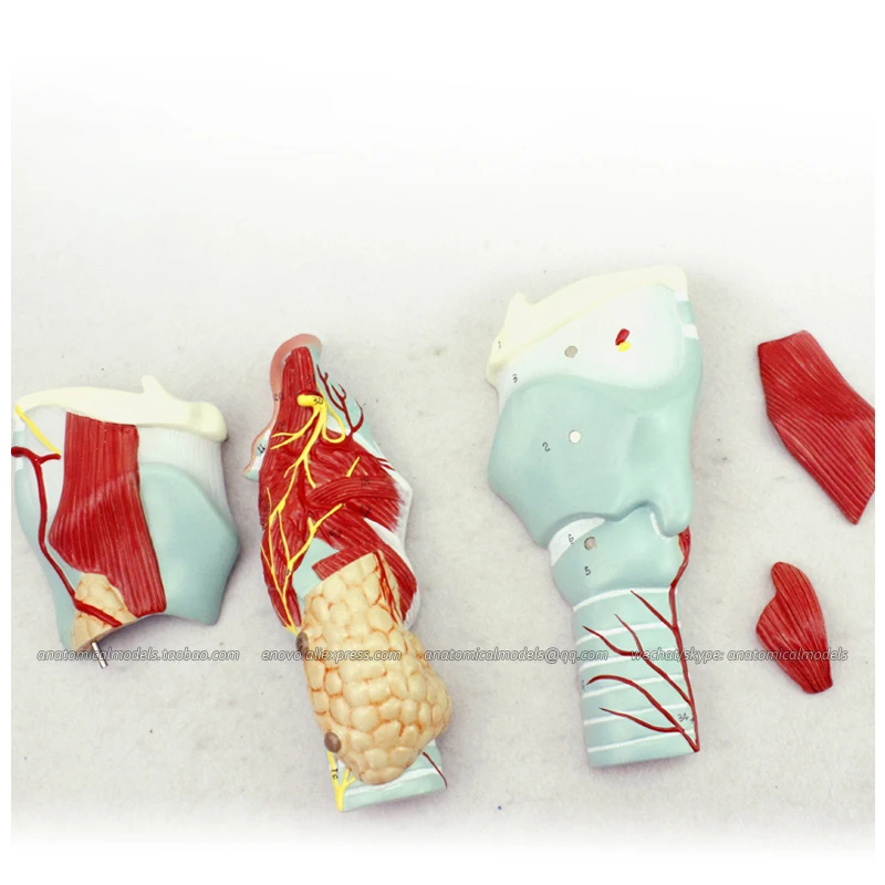 Ларингеальная мышечная хрящевая ткань CMAM/12505 медицинская обучающая