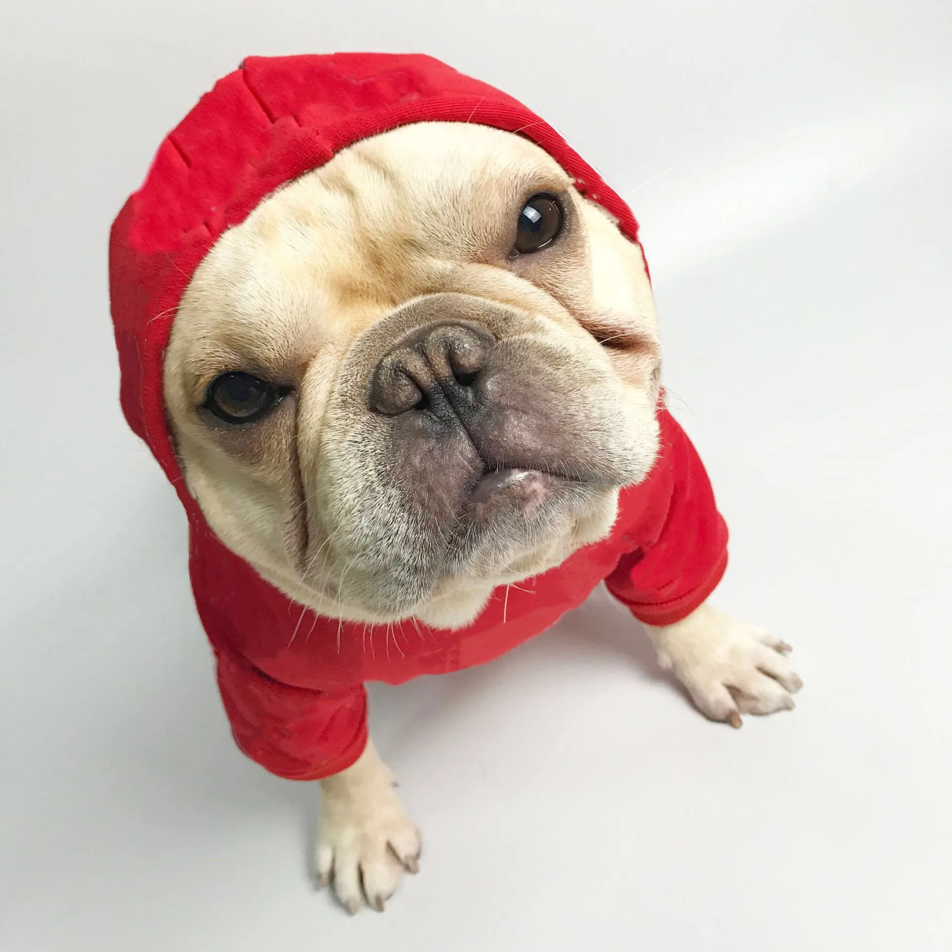 Новинка мягкая хлопковая толстовка с капюшоном для собаки бульдог шнауцер