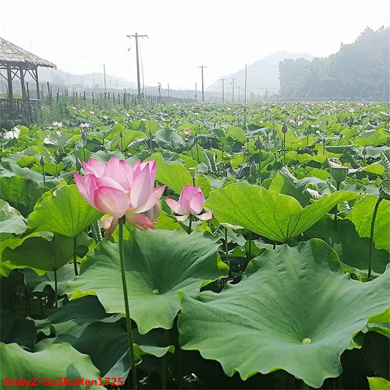 2020 китайский высококачественный кран кухонные принадлежности A100|Смесители для