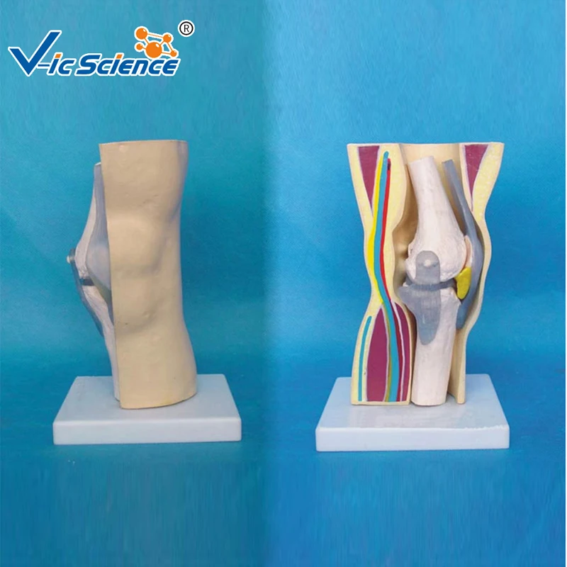 Adult Functional Model Of Knee Joint Band Skin Muscle