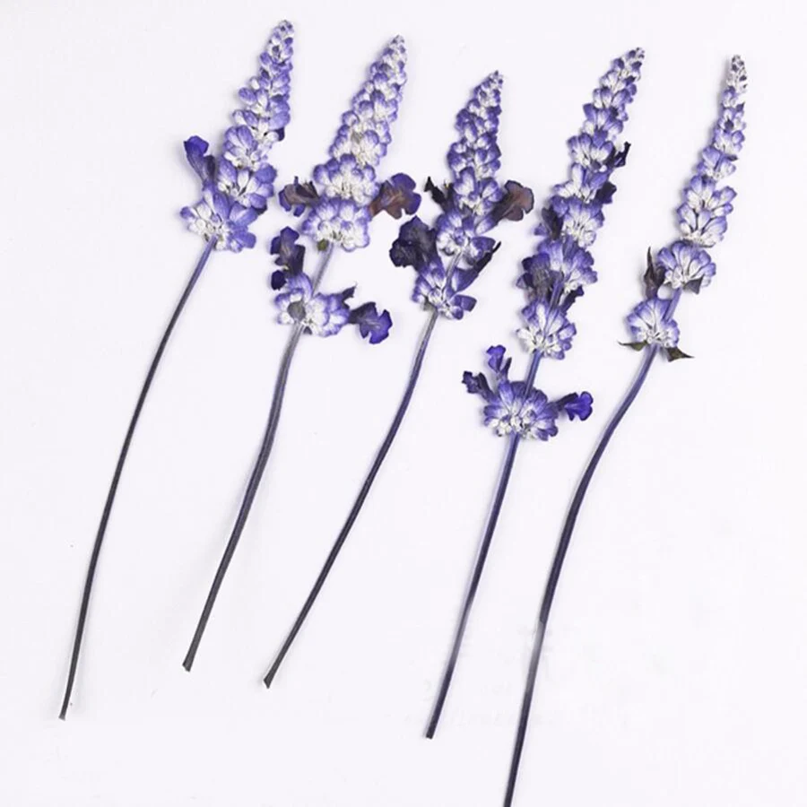 

60pcs Dried Pressed Lavender Flowers Plant Herbarium For Jewelry Photo Frame Scrapbooking Bookmark Craft Making Accessories