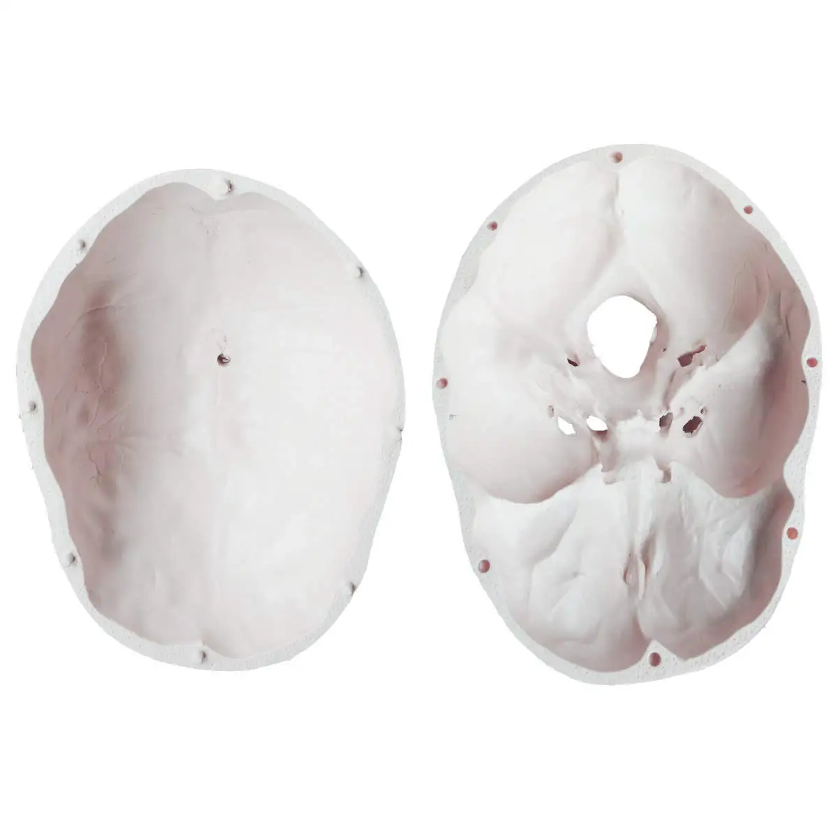 Реплика размера жизни медицинская анатомия анатомический взрослый Модель со