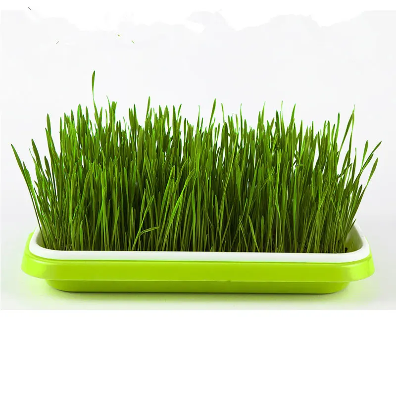 Гидропоника овощей поднос для рассады Sprout инструмент Soilless культивирование