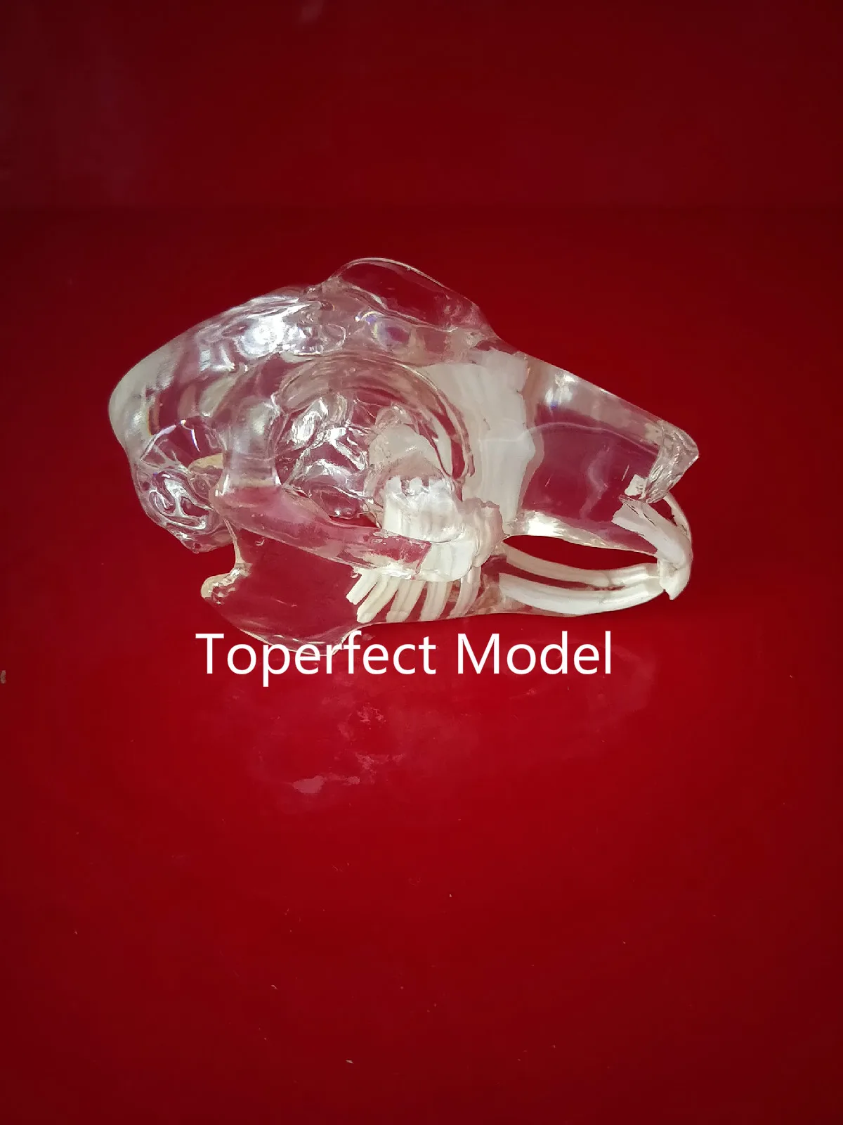 Прозрачные полимерные зубы кролика ветеринарные Обучающие кости животных