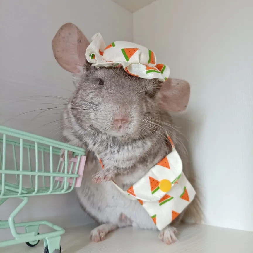 

Эластичная юбка из полиэстера в стиле арбуза + шляпа + сумка 3 шт./компл. для маленьких животных Костюм для фотосъемки домашних животных ZA963