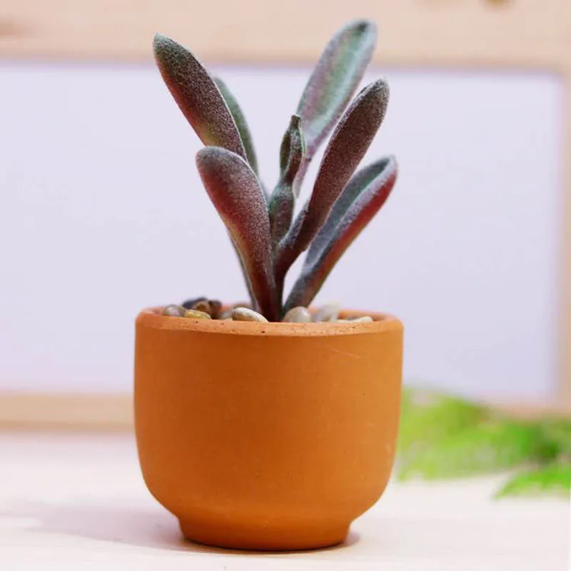 Прямые продажи имитация искусственного растения подоконник для кафе креативное