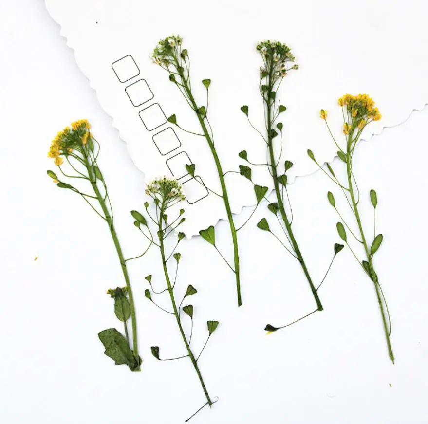 60pcs Pressed Dried Draba nemorosa Flower Plants Herbarium For Epoxy Resin Jewelry Making Bookmark Face Makeup Nail Art Craft images - 6