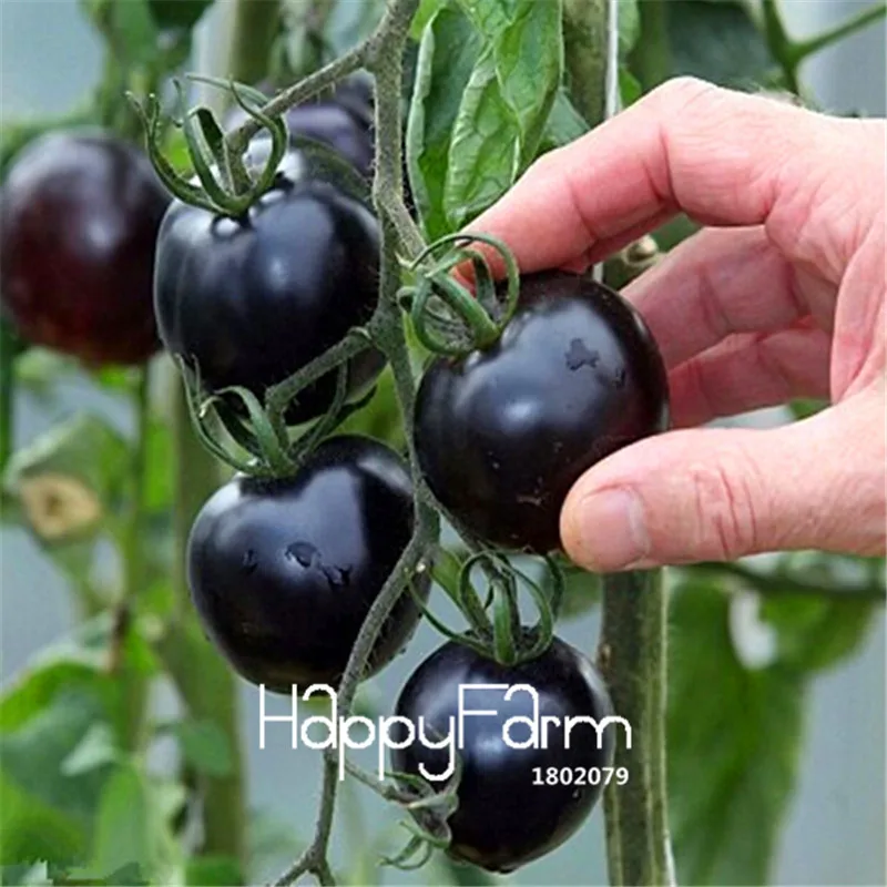 New Fresh 20 Pcs/Lot Rainbow Tomato Plants, bonsai organic vegetable& fruit Plantas,potted plant for home&garden - Цвет: 1