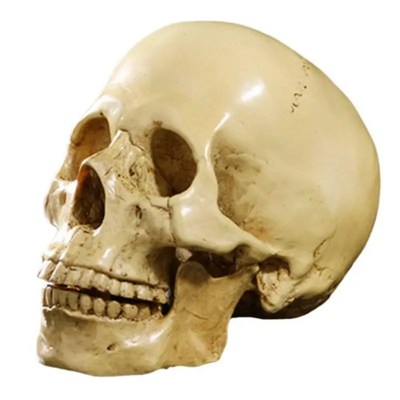 

Модель 1: 1, анатомическое украшение с человеческим черепом из смолы желтого цвета