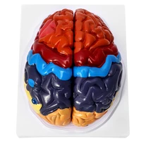 human brain functional area model color coded partitioned brain 2 parts anatomic accurate brain model medical model