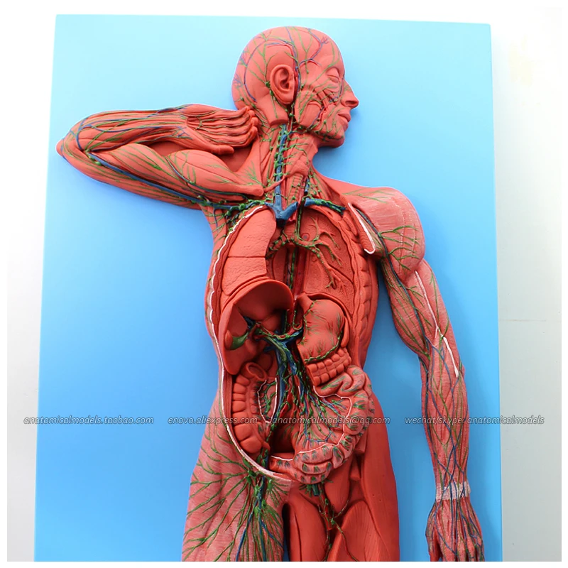 12489/анатомическая структура лимфатической системы медицинская научная