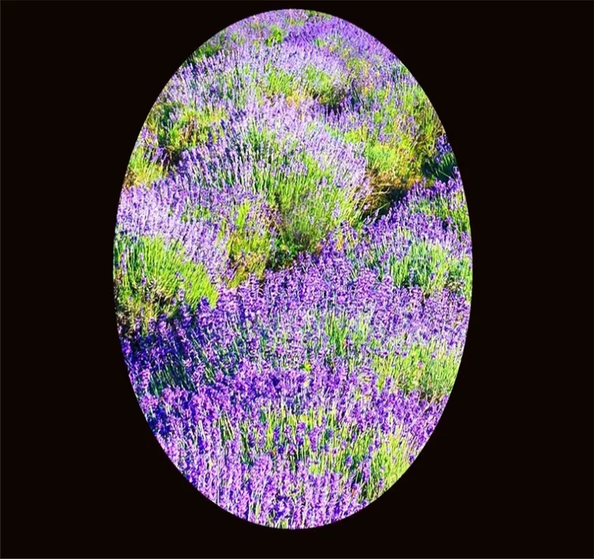 3D обои с цветами лаванды 8d красивая пейзажная картина | Строительство и ремонт