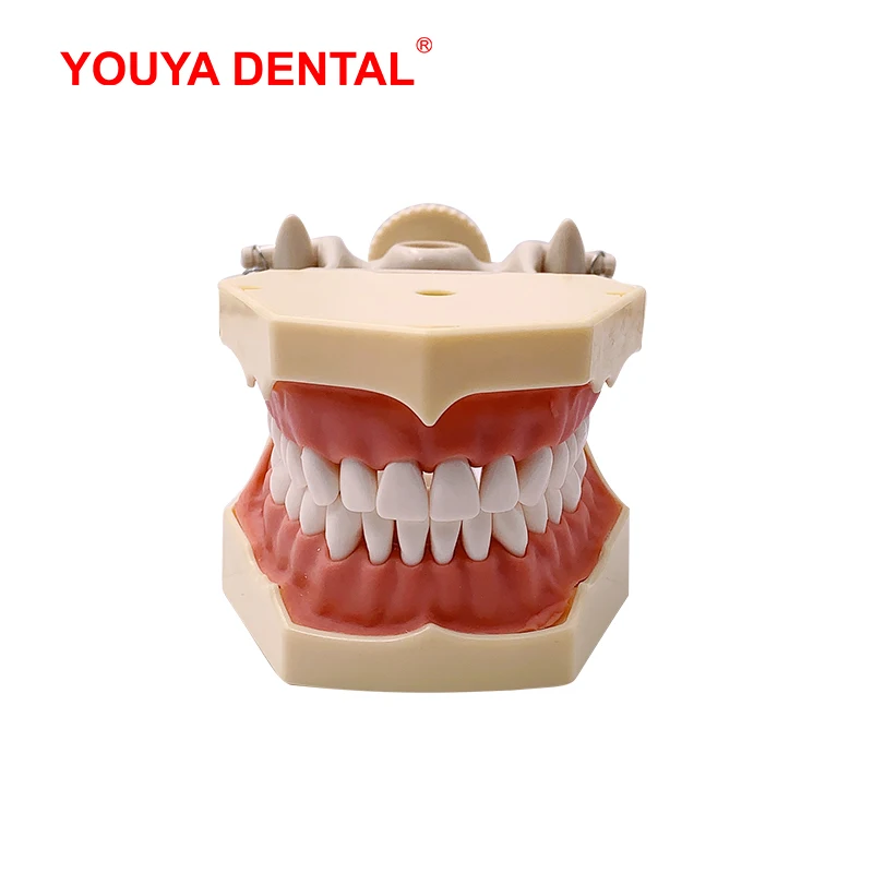 Стандартная модель зубных челюстей со съемными зубьями для обучения технику