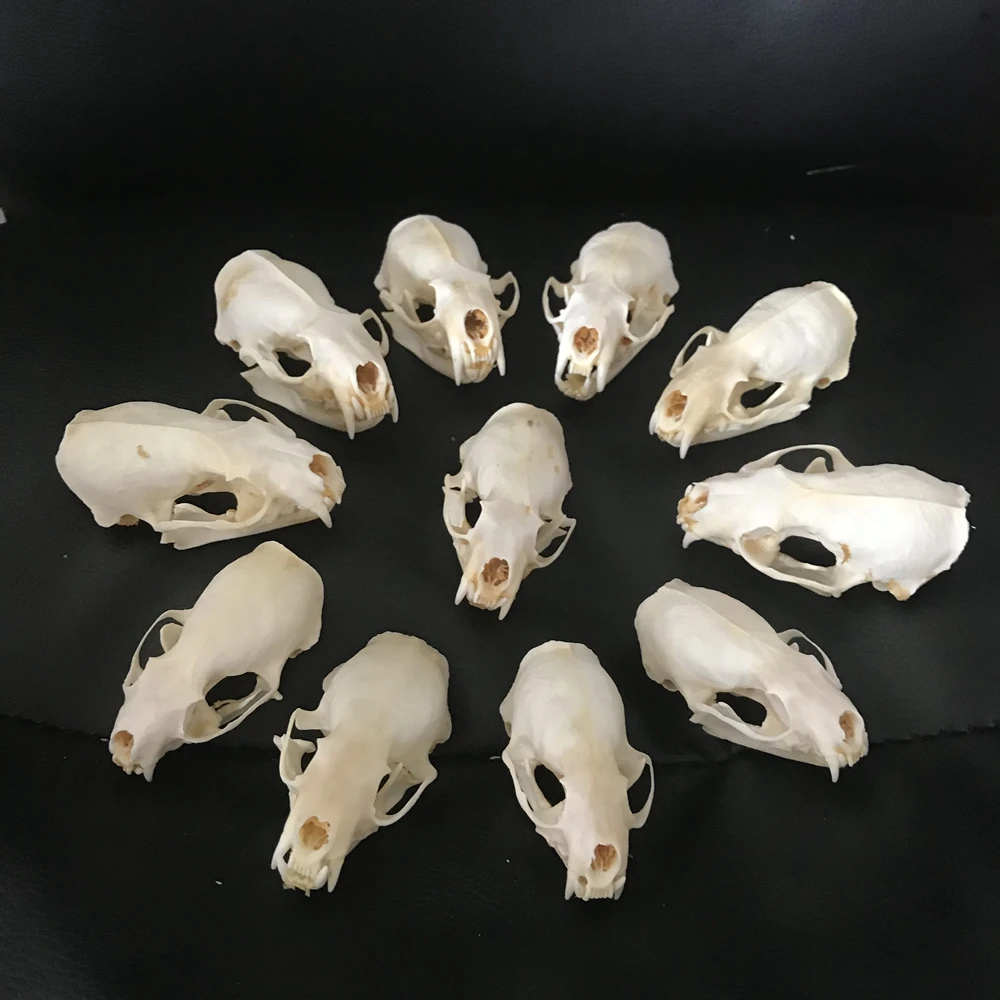 

10pcs/6pcs/3pcs Real mink skulls, fine animal specimens, skull gifts mink skull specimen