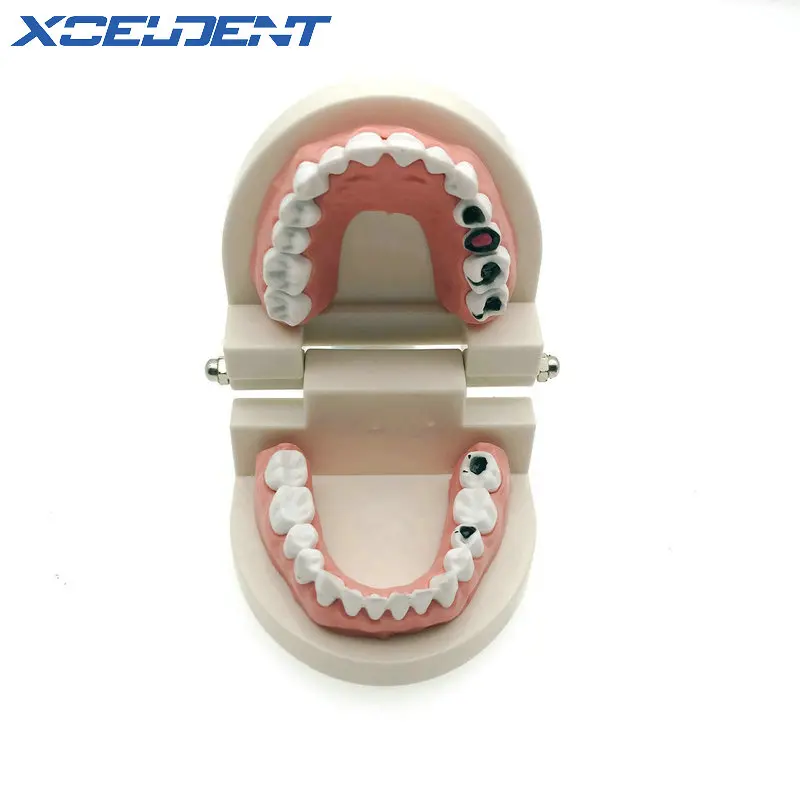 1 шт. модель для обучения и зубам взрослых размер стоматологического инструмента