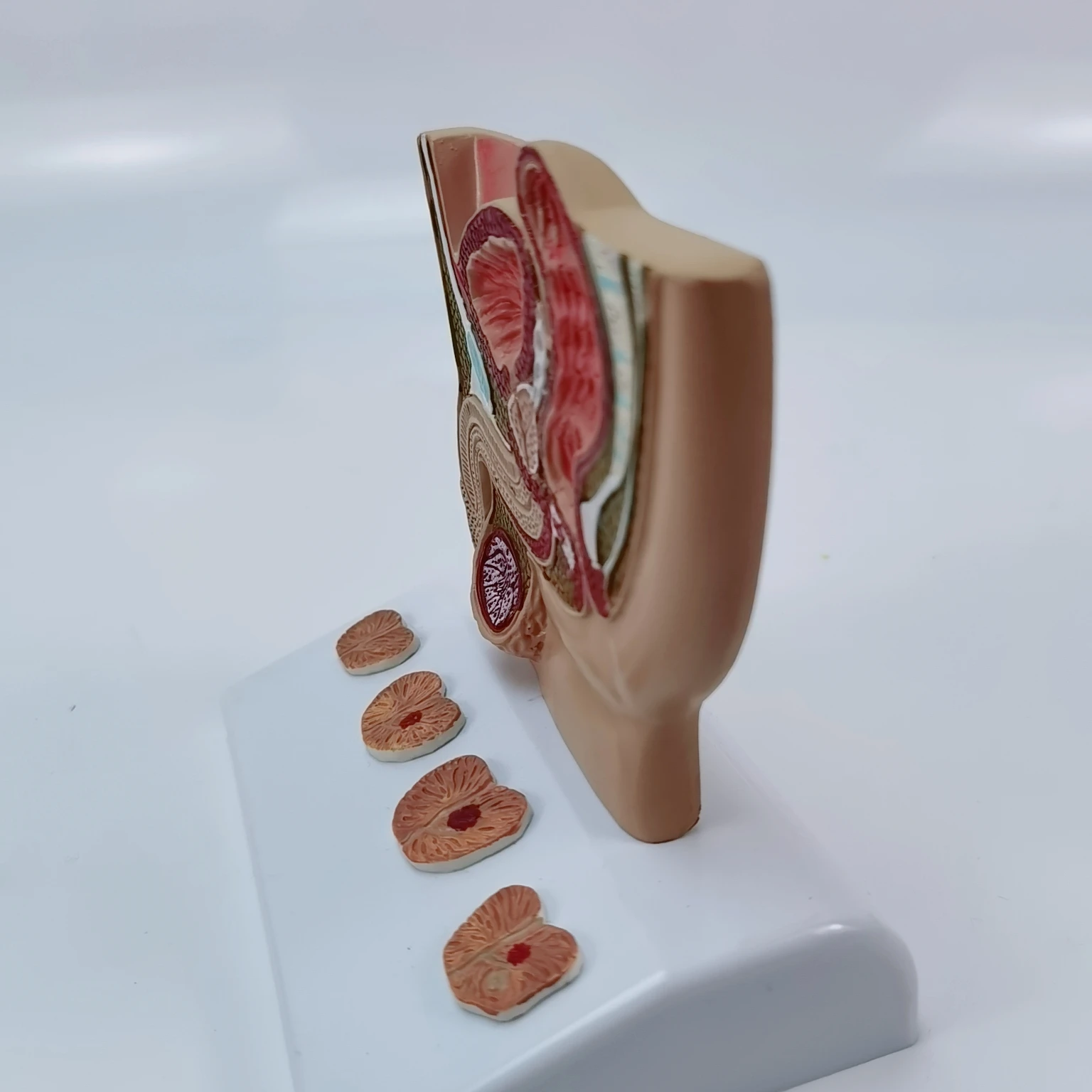 Мужская модель таза анатомическая мочевая система медицинское оборудование