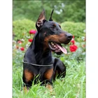Алмазная мозаика сделай сам 5D с изображением собаки, алмазная живопись Doberman Pinscher, вышивка крестиком, квадратный Круглый Алмазный Узор из страз AA225