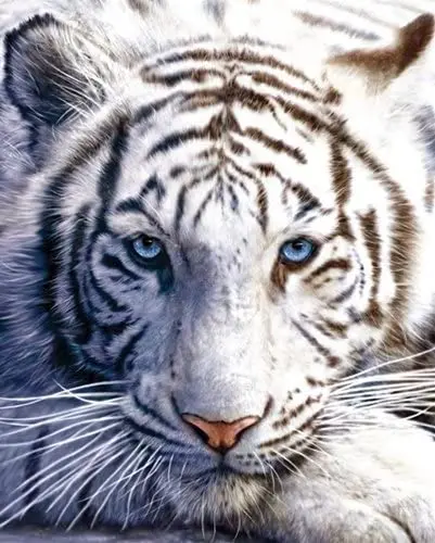 

Blankets Funny White Tiger Animal Comfy Funny Bed Blanket Super Soft Warm Throw Blanket for Couch Sofa Fluffy Flannel Women Men
